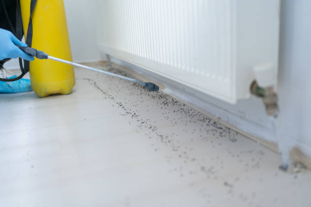 Best Emergency Pest Control  in Franklin, NH